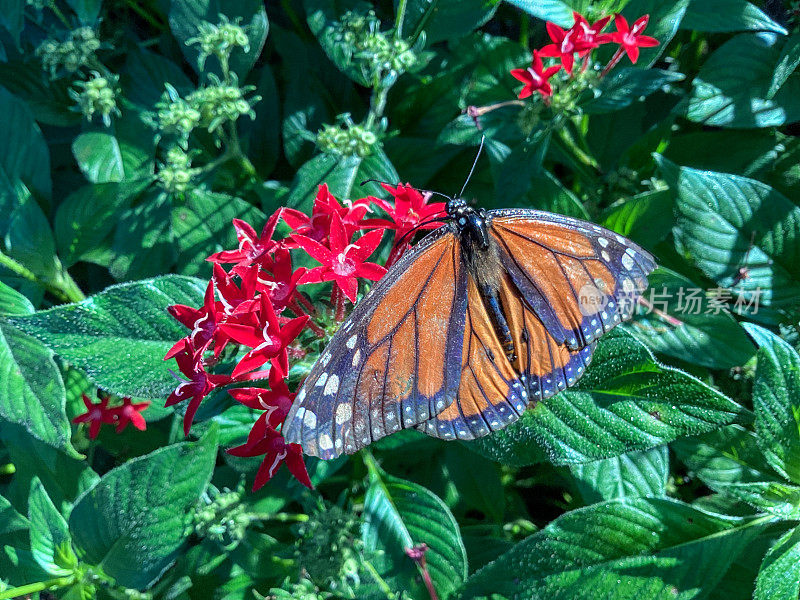 在红色多年生花上的黑脉金斑蝶(Danaus plexippus)